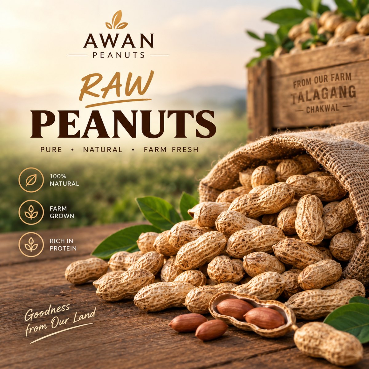 RAW PEANUTS (کچی مونگ پھلی) from Awan Peanuts